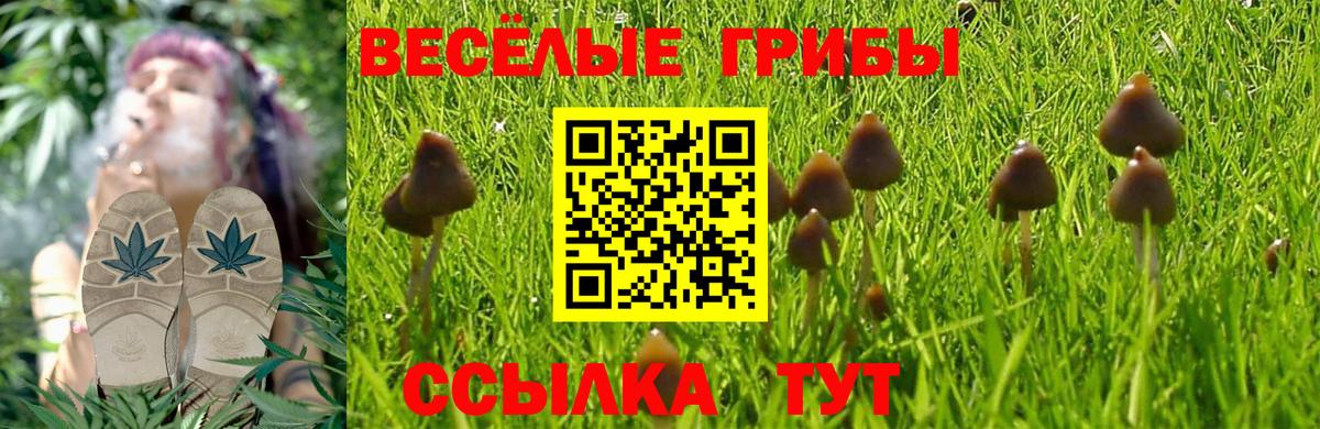 Псилоцибиновые грибы GOLDEN TEACHER Долгопрудный